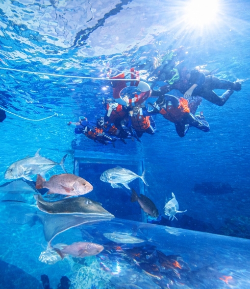 【限定活動】大洋池浮潛-Snorkeling-